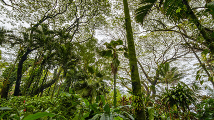 Fototapeta premium Beautiful tropical park. Hawaii island 