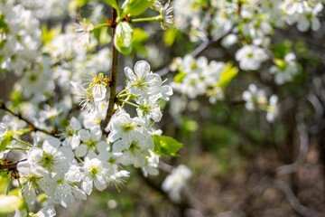 Beautiful spring blossoming plum tree