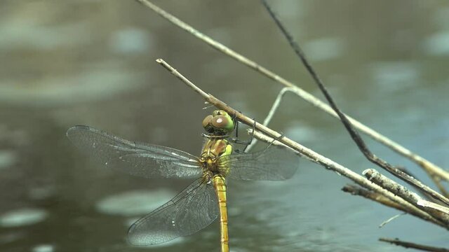 Portrait Dragonfly, without one wingis, order Odonata, sitting on dry stem of grass of background green. View Macro insect in wildlife