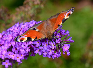 Tagpfauenauge (Aglais io) auf einem Flieder - European peacock on lilac