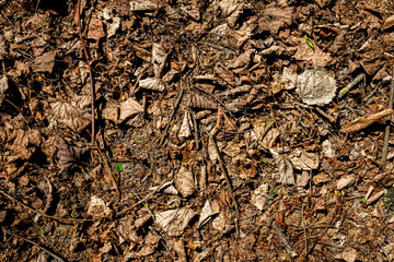 Natural pine forest ground
