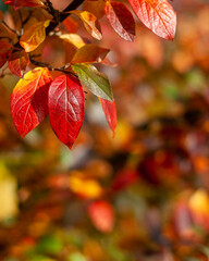Autumn red and orange leaves of black chokeberry, Aronia melanocarpa, on a blurred background.