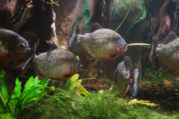 Group of piranhas swimming around, inside the clean aquarium in the ZOO.