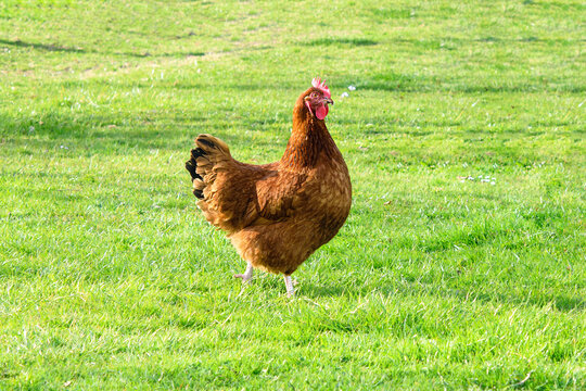 Single free brown hen grasing on green grass in summer sunny day