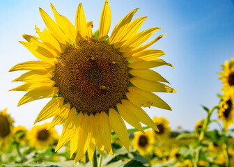 Obraz premium Large sunflower in a sunflower field
