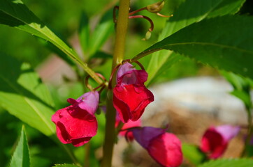 Garden Balsam, Impatiens Balsamina Linn flower in garden