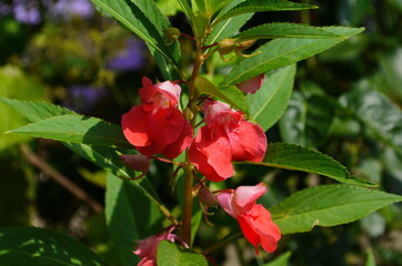 Garden Balsam, Impatiens Balsamina Linn flower in garden