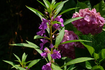 Garden Balsam, Impatiens Balsamina Linn flower in garden