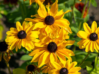 Bright yellow Rudbeckia hirta coneflowers, variety Gloriosa, in a garden