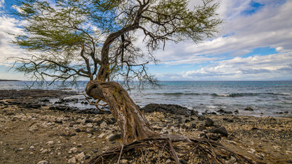 Fototapeta premium Amazing tree on the seashore. Hawaii island