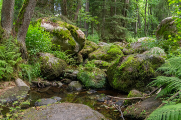 Obraz premium nature reserve in the Bavarian Forest
