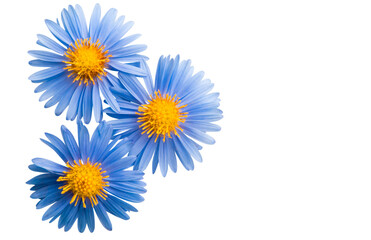 perennial aster flower isolated