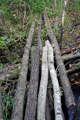 A path through a forest swamp paved with poles.