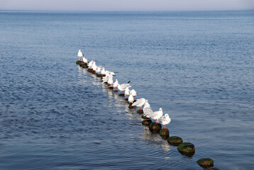 Seagulls in a row on the Baltic Sea
