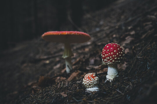 amanita muscaria fly agaric mushroom
