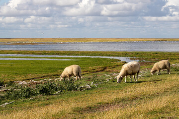 Schafe am Deich vor Westerhever