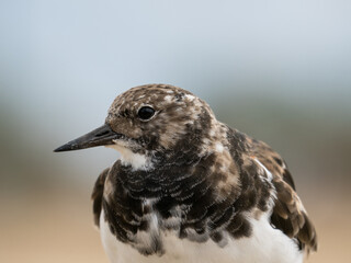 Steinwälzer Vogel Frankreich Wildlife Fotografie 