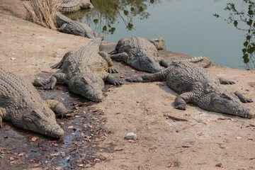 Four Nile crocodiles (Crocodylus niloticus) in the bank and swimming in Messica river stream in Manica, Mozambique near Zimbabwe border
