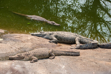 Three Nile crocodiles (Crocodylus niloticus) in the bank and swimming in Messica river stream in Manica, Mozambique near Zimbabwe border