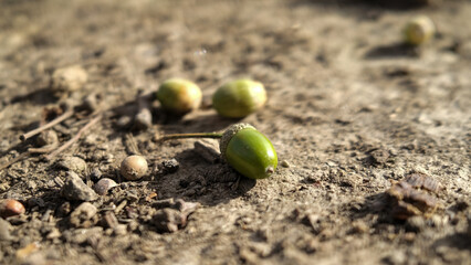 Acorn on earth 