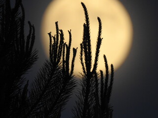 Young shoots of pine against the backdrop of the moon © Wojtek
