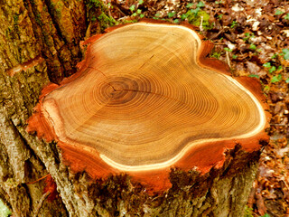Close up of a cross section of an acacia tree, showing rings and cracking