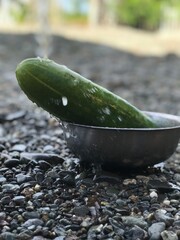 very fresh and fragrant cucumber