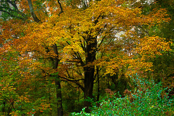 autumn leaves in the forest, actually our backyard in Windsor NY, with a slight oil paint effect added