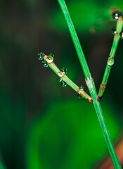 macro fotografía de gotas de agua en ramas de bambu