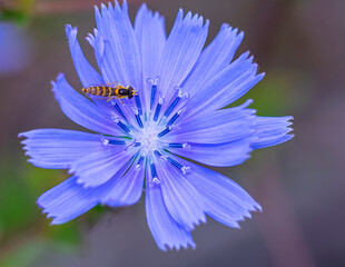 macro fotograf&iacute;a de flor morada