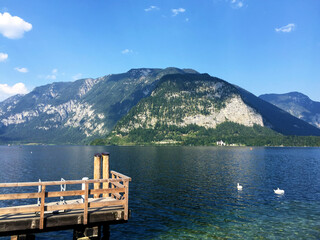 swan on the lake landscape in Hallstatt Upper Austria