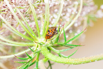 macro fotografía de chinche roja