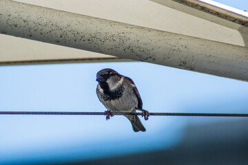 House Sparrow