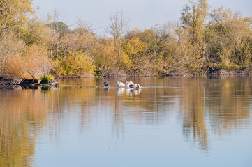 Koldinger See-Laatzen