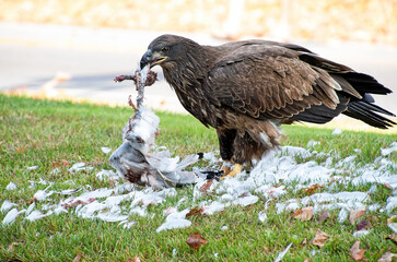 young bald eagle eating a seagull on grass