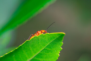 macro fotografía de chinche roja