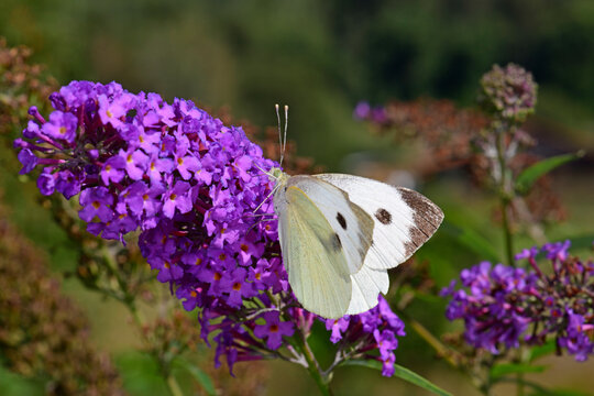 Gro&szlig;er Kohlwei&szlig;ling (Pieris brassicae) an einer Fliederbl&uuml;te / large white on a lilac