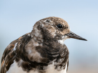 Steinwälzer Vogel Frankreich Wildlife Fotografie 