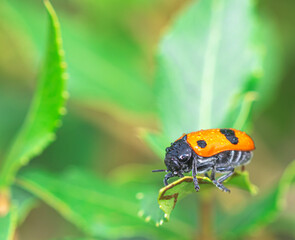 macro fotografía de mariquita sobre hoja verde