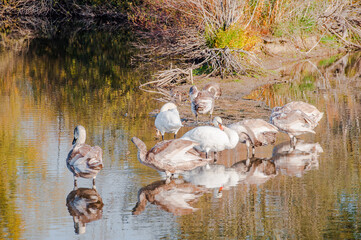 Koldinger See-Laatzen