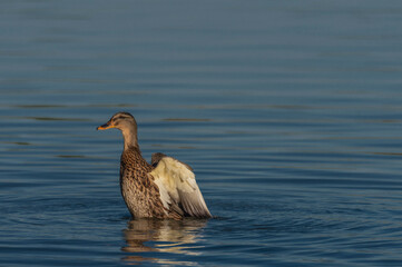 Duck on south Bohemia pond near Hluboka nad Vltavou town