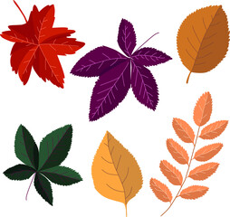 Obraz premium Vector set of different autumn leaves. The autumn palette. Hand drawn