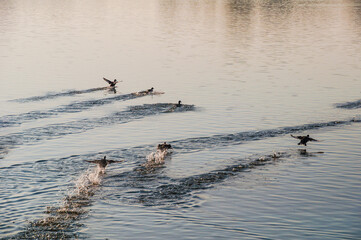Fototapeta premium Koldinger See-Laatzen