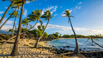 Palms on the beach. Amazing nature of Hawaii