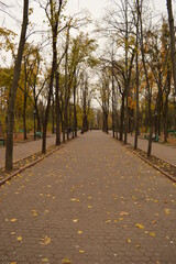 Beautiful autumn colors in Chisinau in Moldova, Eastern Europe