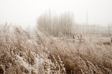 Obraz premium The dry tall grass is covered with frost against the background of fog. Field of withered grass. Natural autumn background.