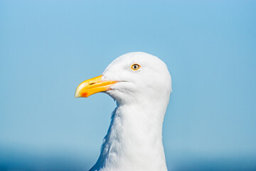 Gull