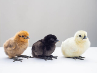 Three colour of cute little fluffy feather chicken isolated on white background. newborn chick design and decorative work. farm and agriculture or easter holiday concept