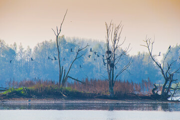 Koldinger See-Laatzen