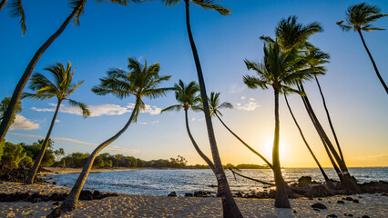 Palms on the beach. Amazing nature of Hawaii